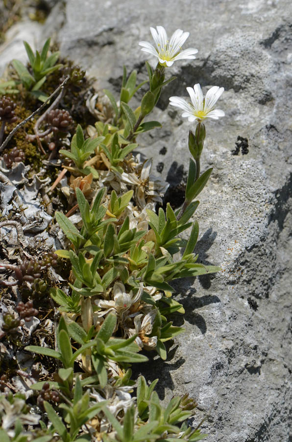 Cerastium sp.?